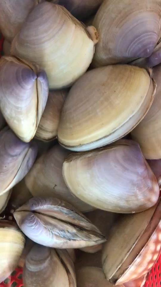 漳港蚌一斤大概多少_漳港海蚌做法_福建漳港海蚌 - 抖音
