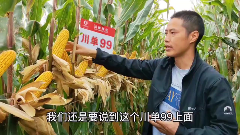 翔玉168玉米品种特征特性介绍一下_翔玉368怎么样