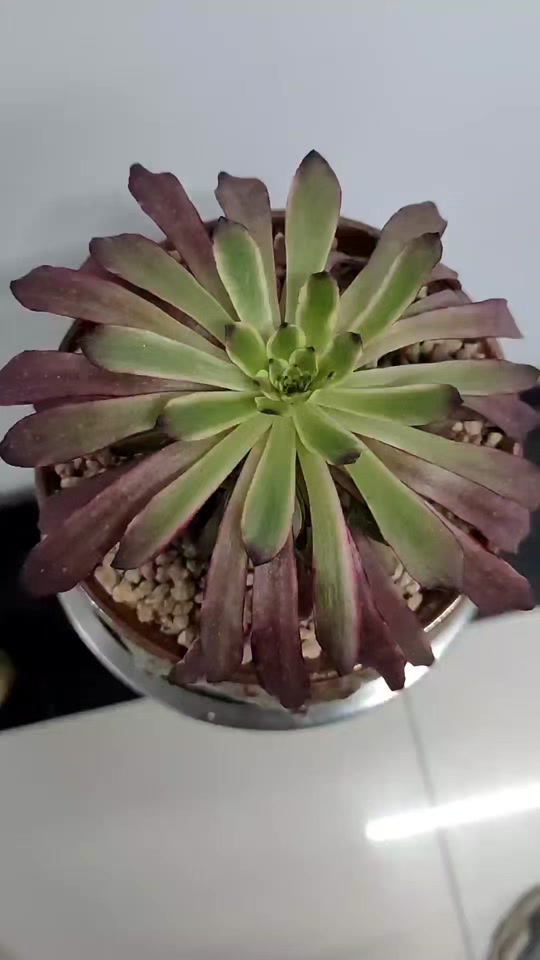 美姬法师状态图