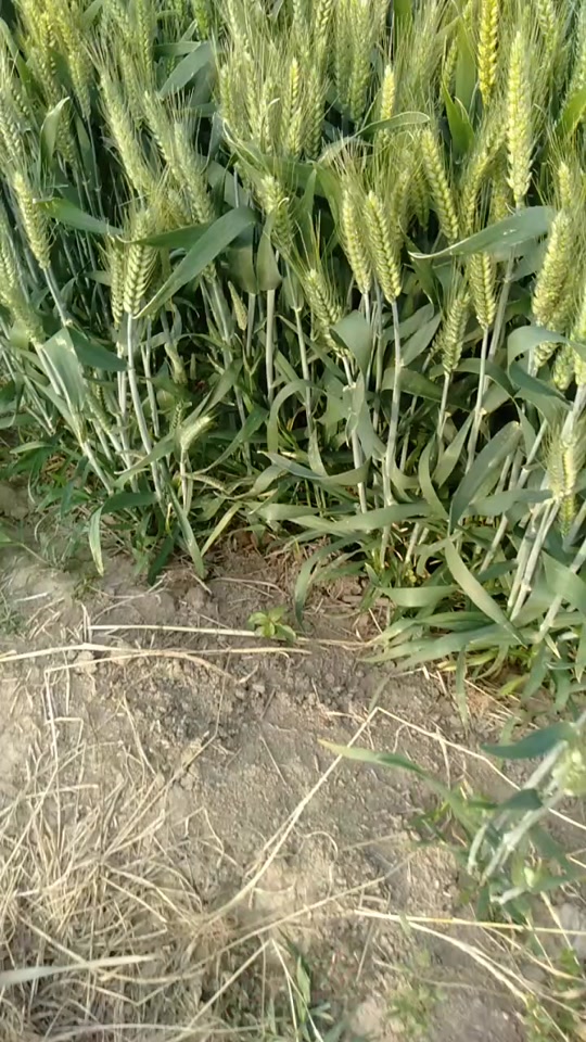 60公分矮杆特大穗小麦新品种 - 抖音