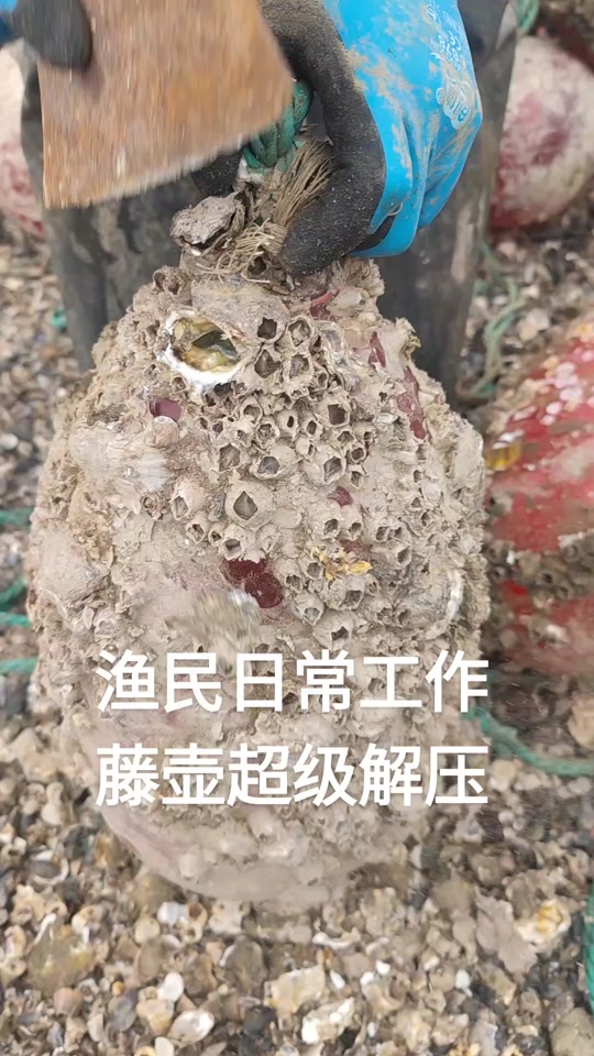 藤壶清理视频_鲸鱼藤壶清理视频_船体藤壶清理视频 - 抖音