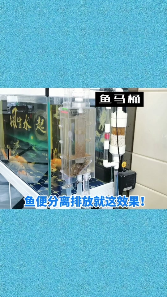 透明马桶水箱养鱼