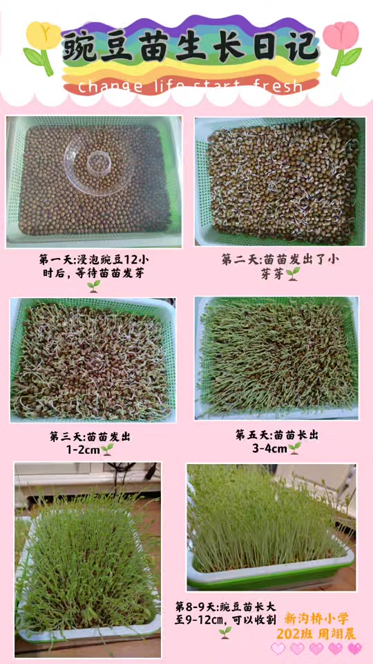 观察日记豆苗