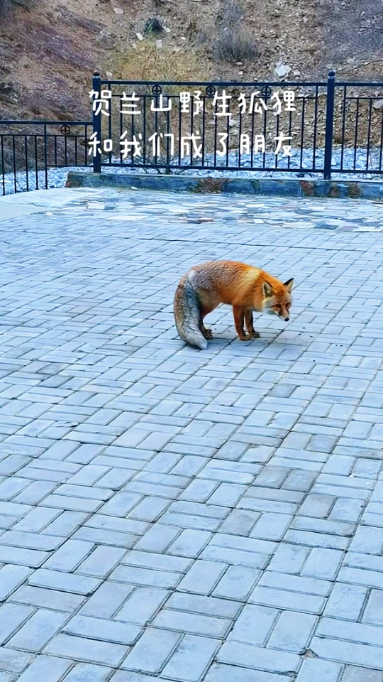 贺兰山野生动物