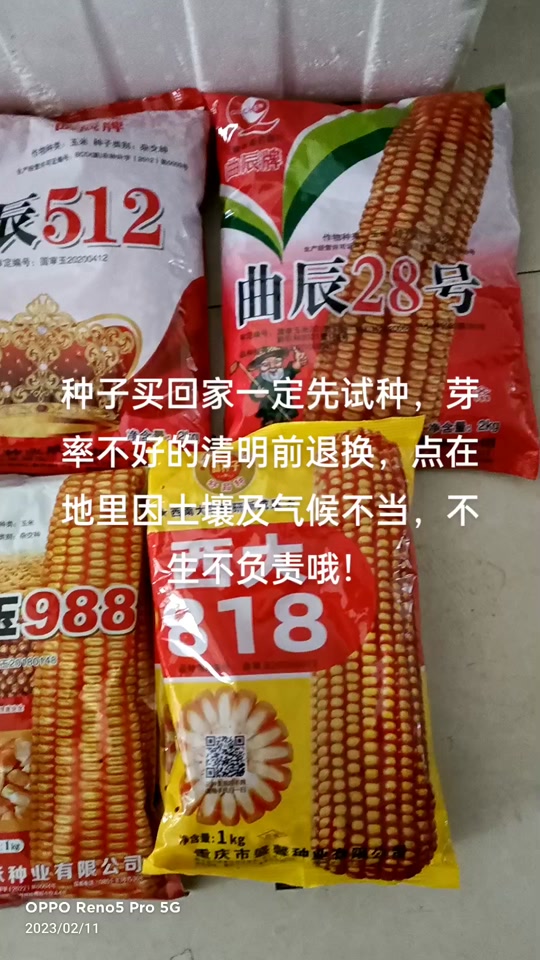 春风886玉米种子的特点怎么样 - 抖音
