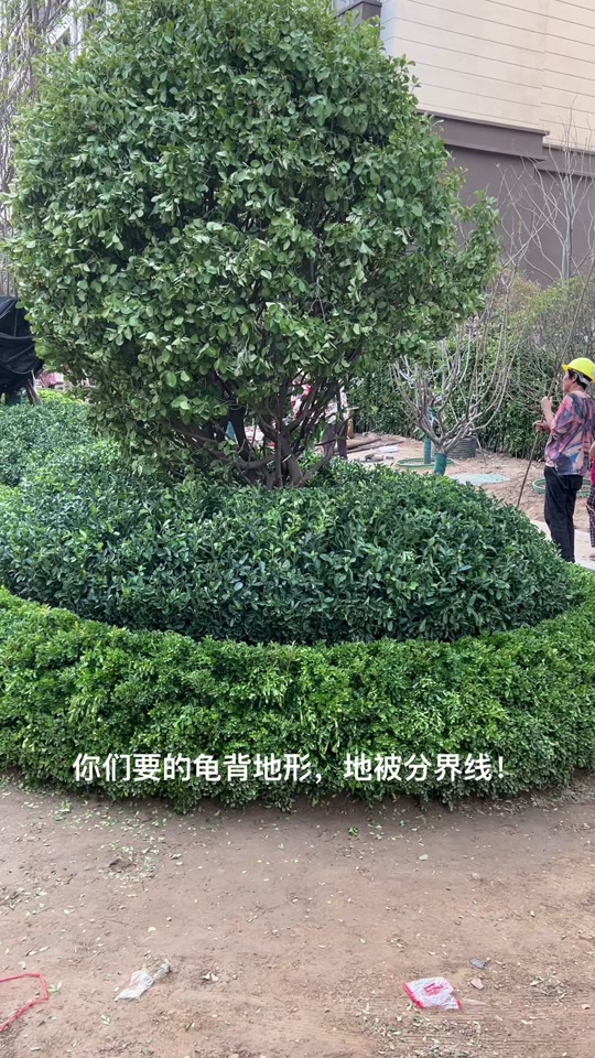 绿化龟背式地形在图纸中如何表达