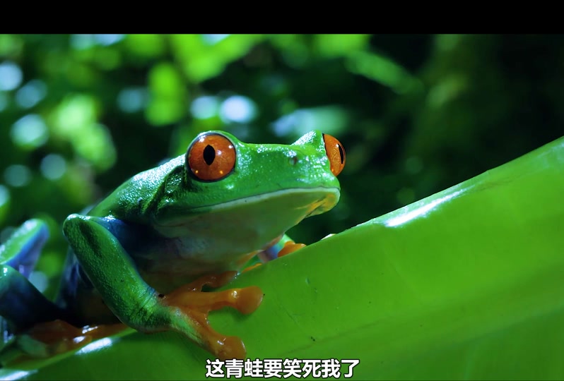 青蛙附体超度视频-识字小青蛙ppt课件