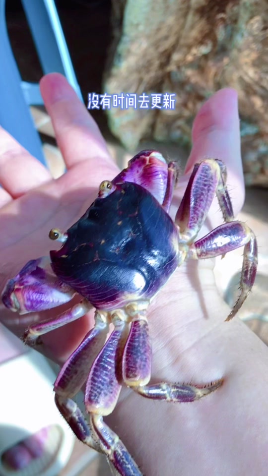 格雷陆方蟹_格雷陆方蟹寿命_格雷陆方蟹在哪里买 - 抖音
