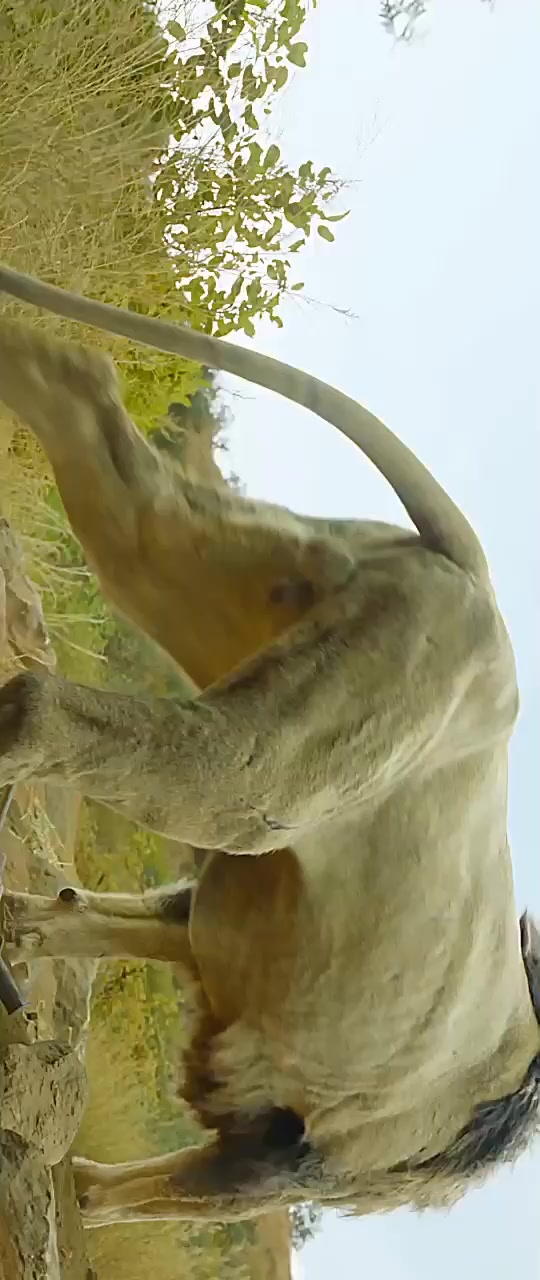 怪物与猛兽renji_range_怪物与猛兽在哪能看