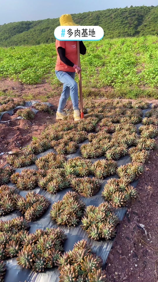 云南多肉基地现挖现卖的老桩