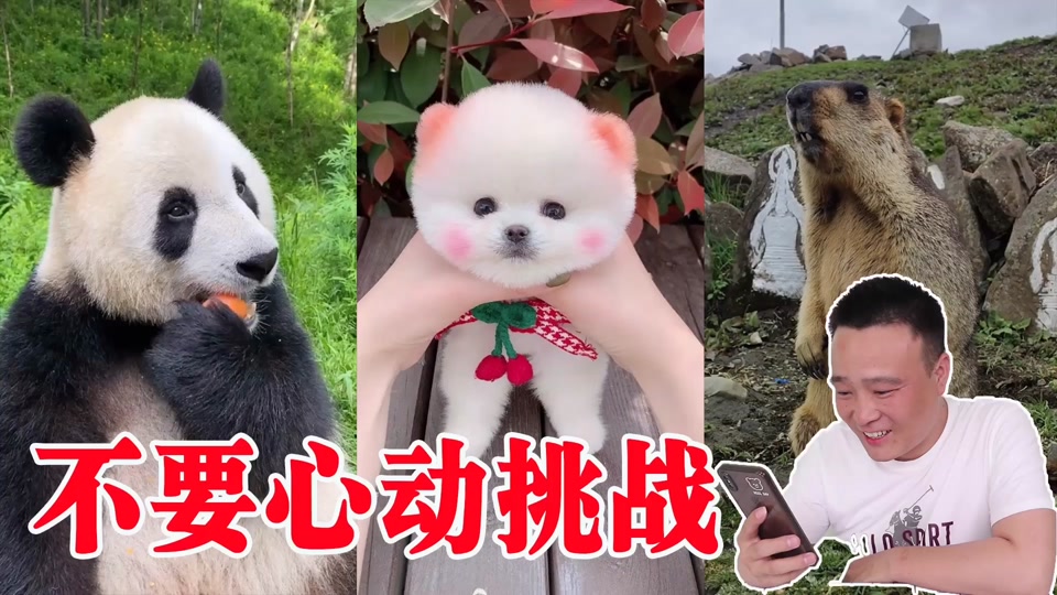 蒋小浪饲养宠物