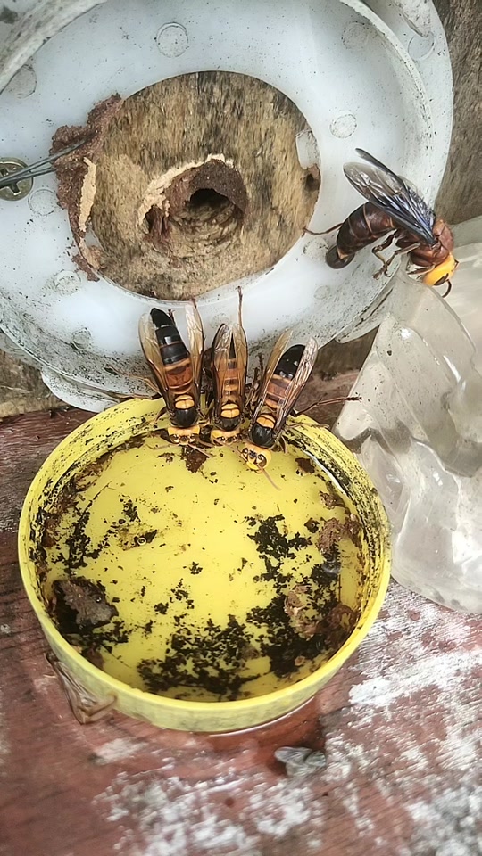 黑尾虎头蜂vs金环虎头蜂 - 抖音