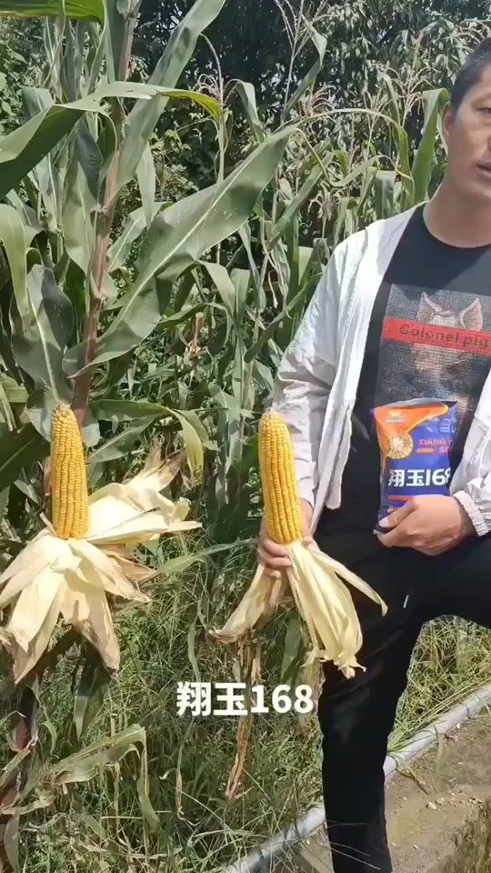 翔玉168玉米品种特征特性介绍一下_翔玉368怎么样