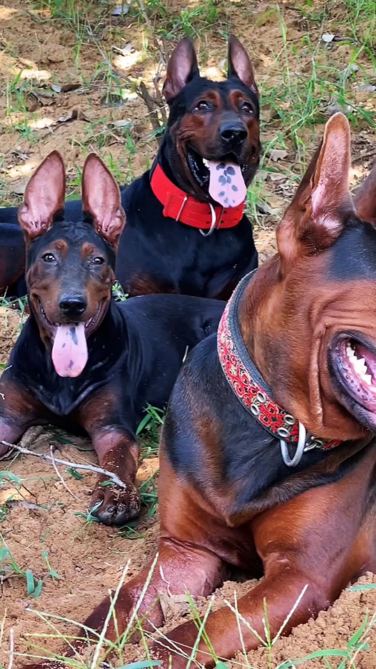 苏联红犬和莱州犬的区别 - 抖音