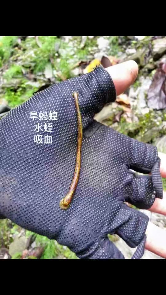 山蚂蟥长什么样