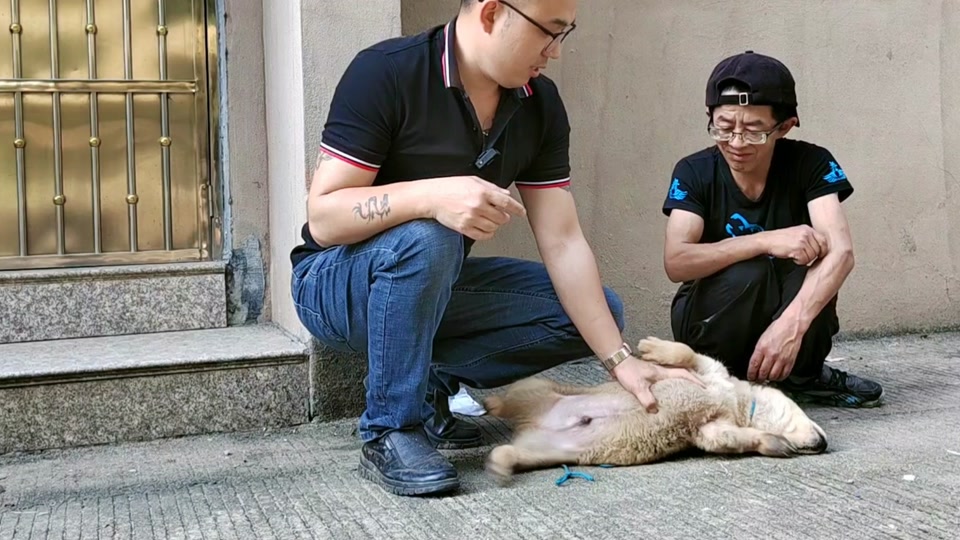 狗王二代和三代的区别 - 抖音