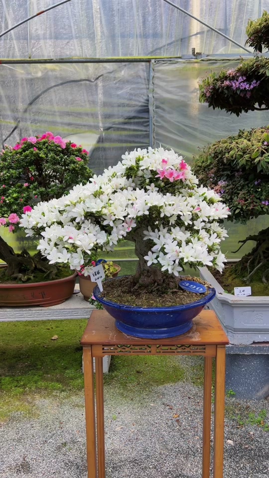 小荩花木场:#小荩花木场 #皋月杜鹃 #杜鹃盆景 皋月:白琳,高度62冠幅