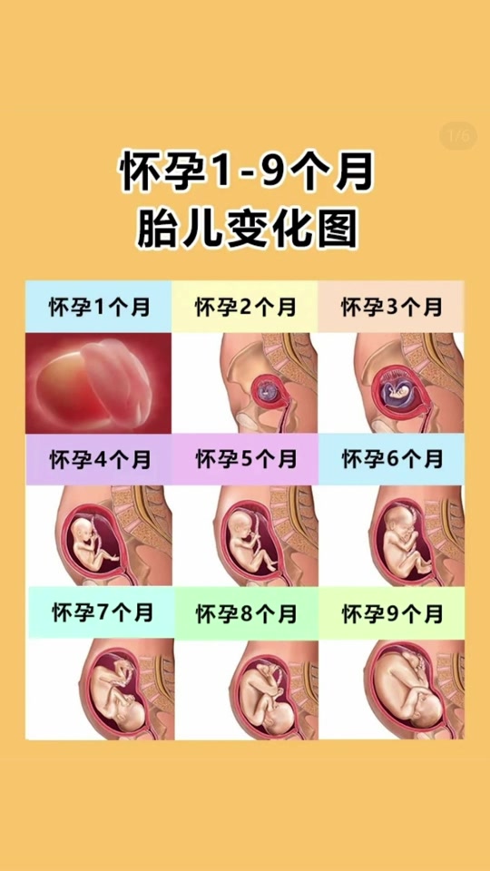 兔子胚胎1-30天发育过程变化图 - 抖音