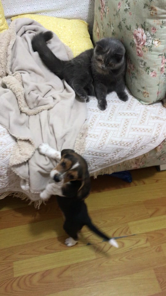 川的猫家的猫怎么了_德川家猫是什么_德川家的猫 - 抖音