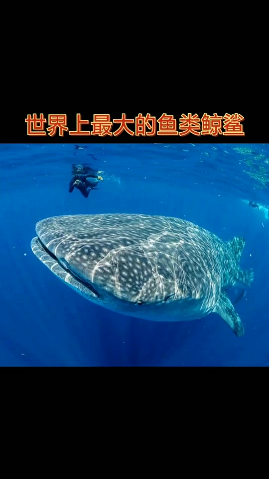 地球之眼有鱼吗_地球之眼真有鲸鱼吗_地球有什么鱼 - 抖音