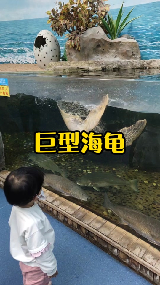 连云港最大的海龟_连云港最大的海龟养殖基地_连云港最大的海龟岛在