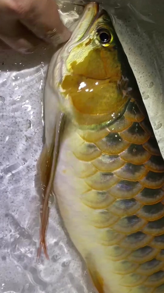 红龙鱼掉眼手术全过程_红龙鱼掉眼手术全过程图解_红龙鱼掉眼了还能