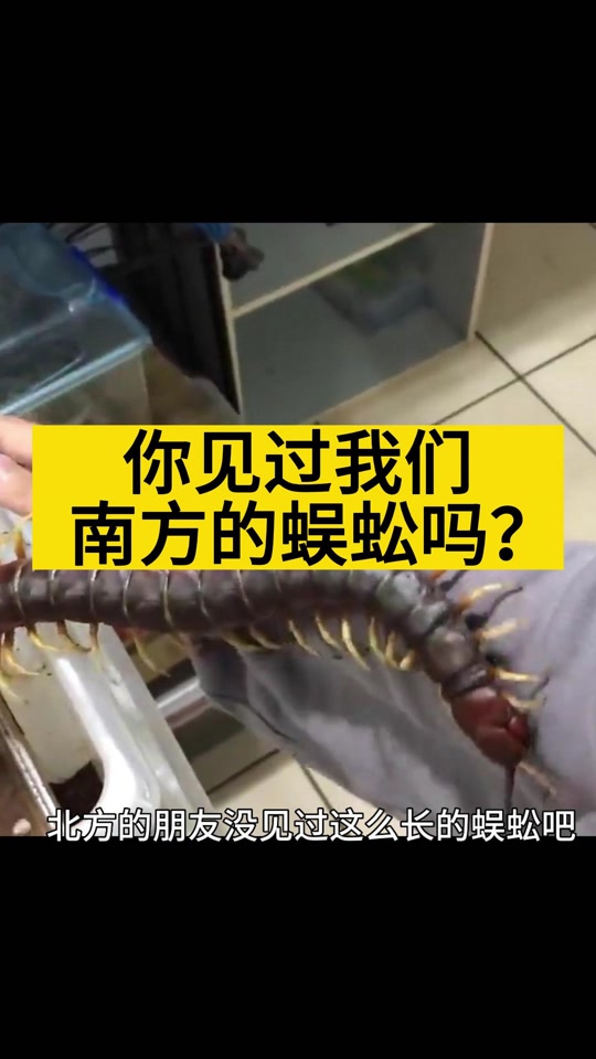 七彩凤尾蜈蚣_七彩凤尾蜈蚣有毒吗_七彩凤尾蜈蚣怎么养 - 抖音