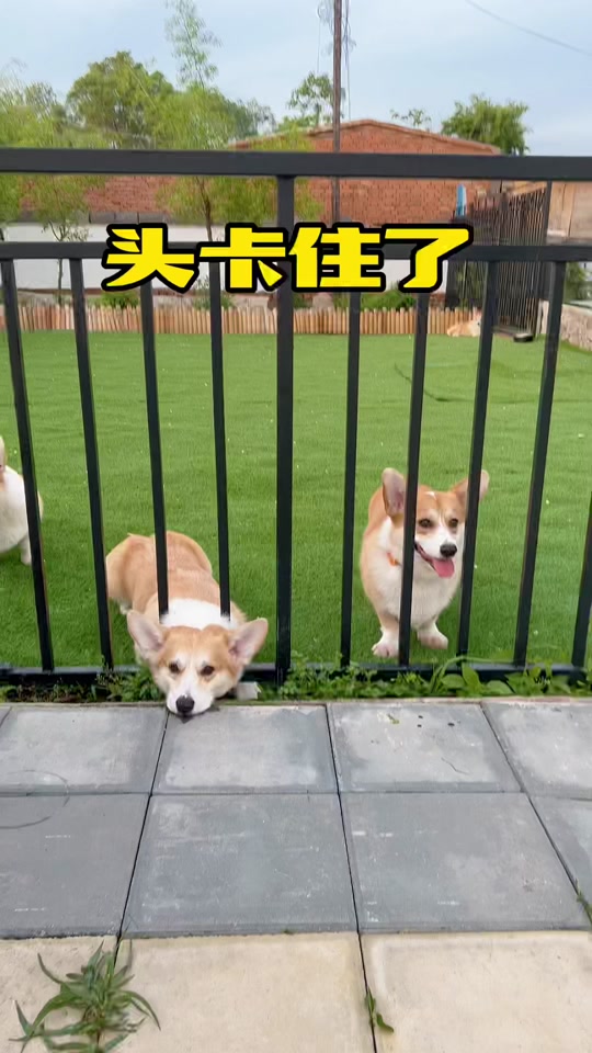 抖音半拉心=抖音直接观看视频