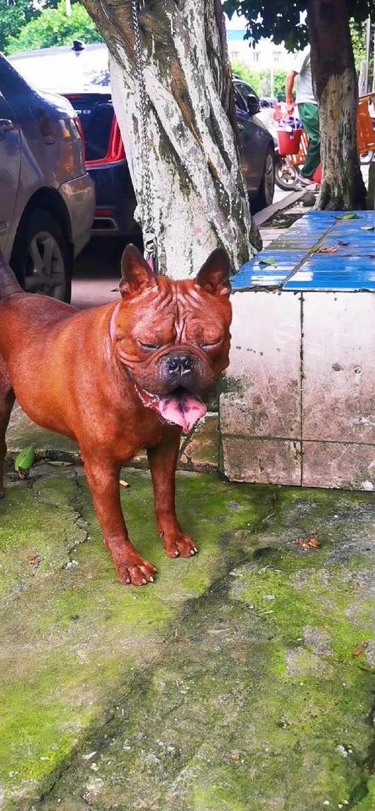 川东猎犬的缺点