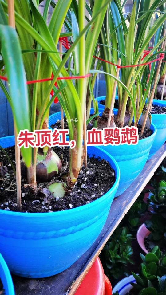 血鹦鹉朱顶红