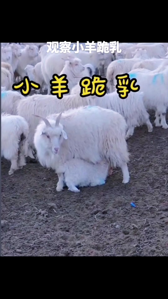 童锦程小羊跪礼物