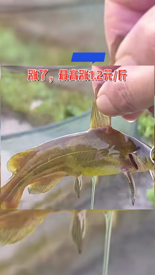 黄双口抖音=黄双双个人资料
