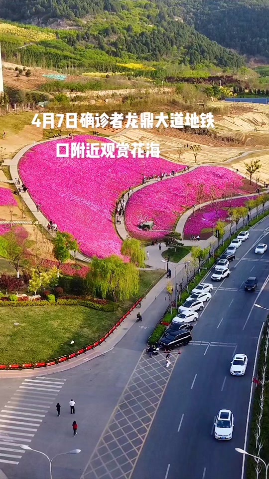 济南龙鼎大道花海2024开花了吗 - 抖音