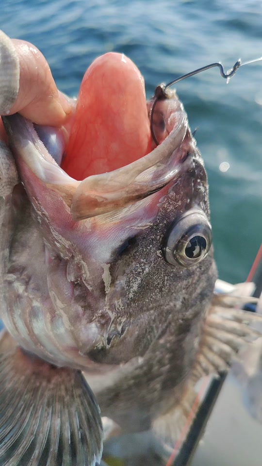 黑头鱼生活习性