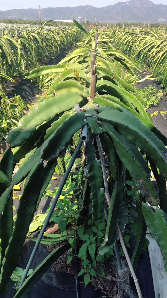 火龙果架专用架子