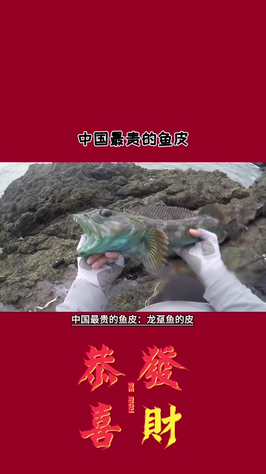 龙趸鱼多少钱一斤 - 抖音