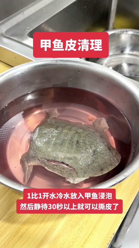 甲鱼清理排泄物全过程