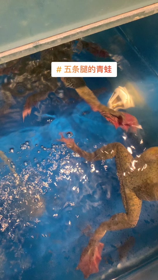 蛙有几条腿