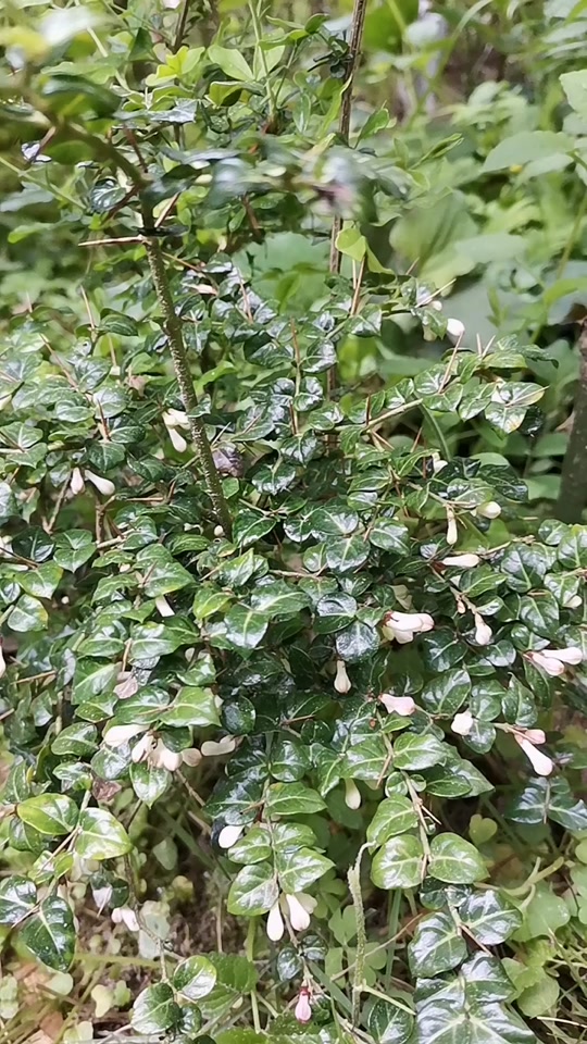 绣花针草药全图