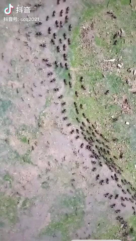太空蚂蚁排队走路