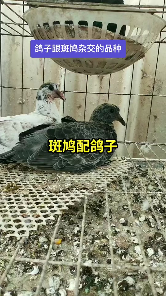 鸽子斑鸠配对的后代