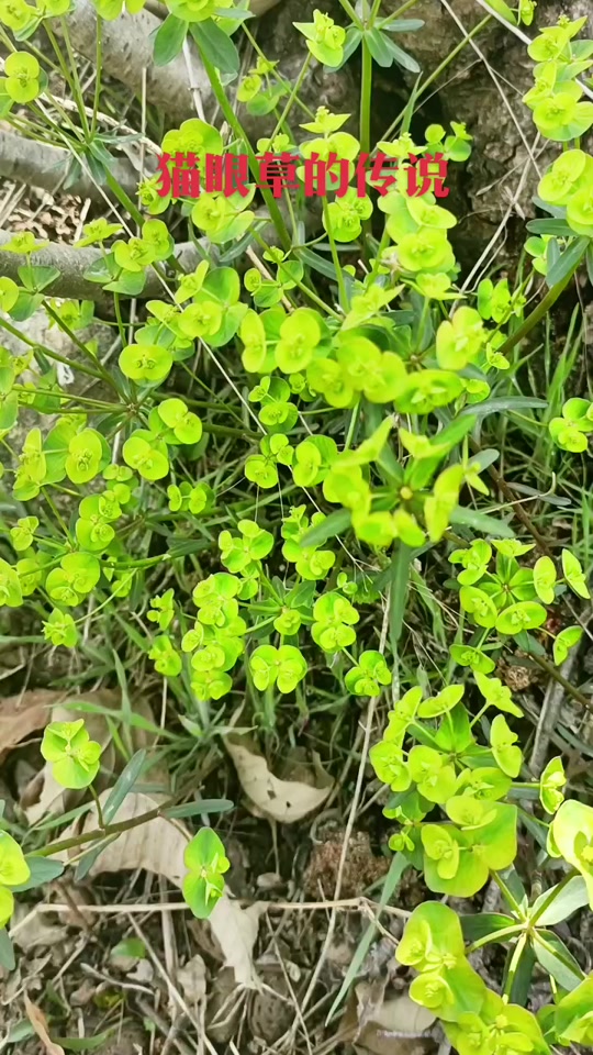 猫眼草长什么样