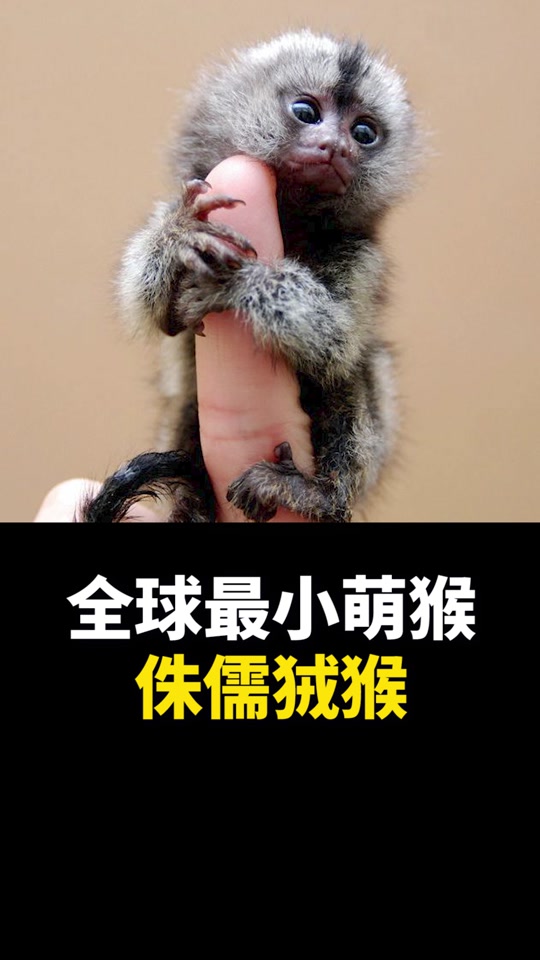 抖音侏儒尼尼=抖音上很有名的侏儒叫什么