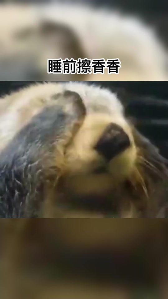水獭拍脸擦香香原版_睡前拍香香水獭_水獭擦香香表情包 - 抖音