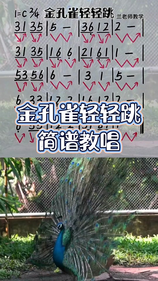 金孔雀轻轻跳歌词教唱