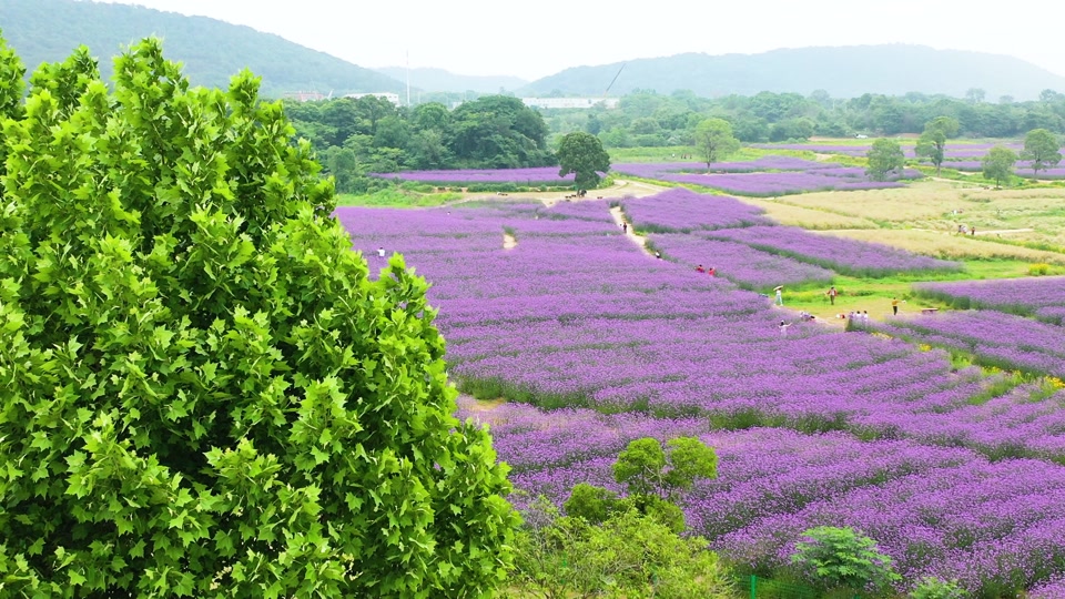 武汉二妃山花海5月还有花吗 - 抖音