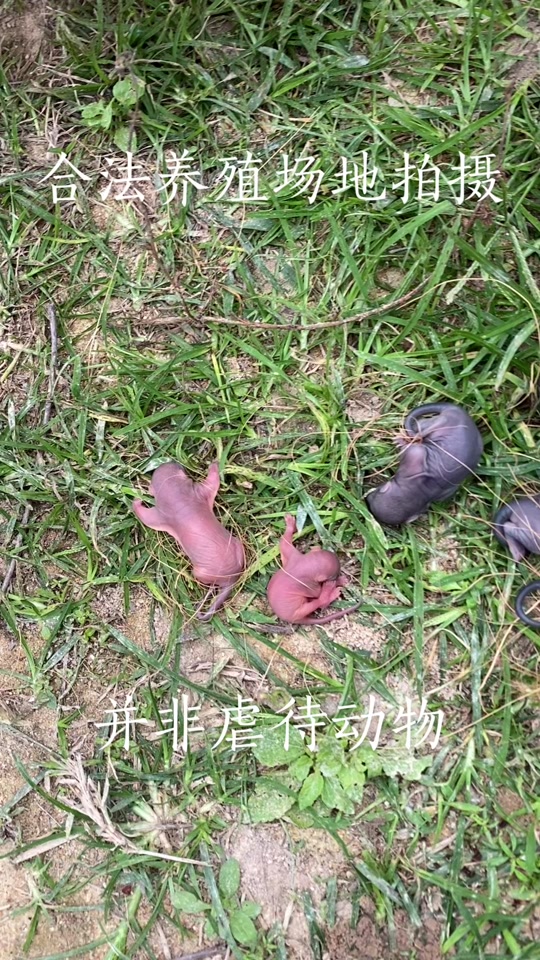 红腹松鼠和黄山杂交后代长什么样 - 抖音