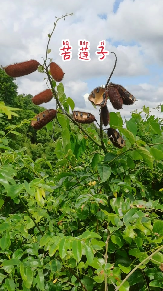 般苦心莲表达什么含义