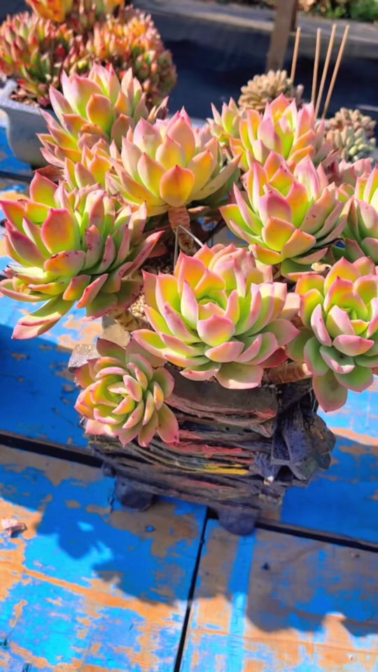 乔伊多肉老桩 - 抖音