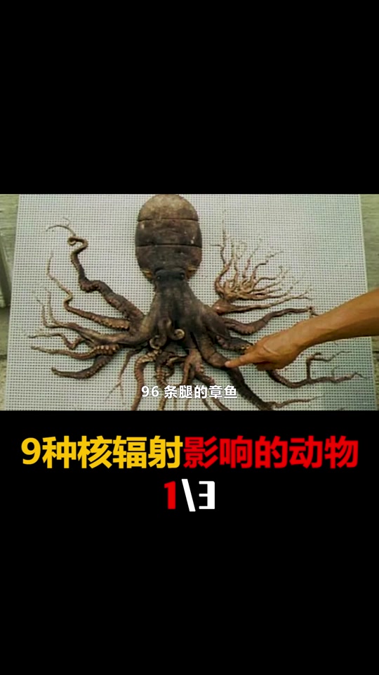 日本核辐射变异的章鱼几条腿 - 抖音